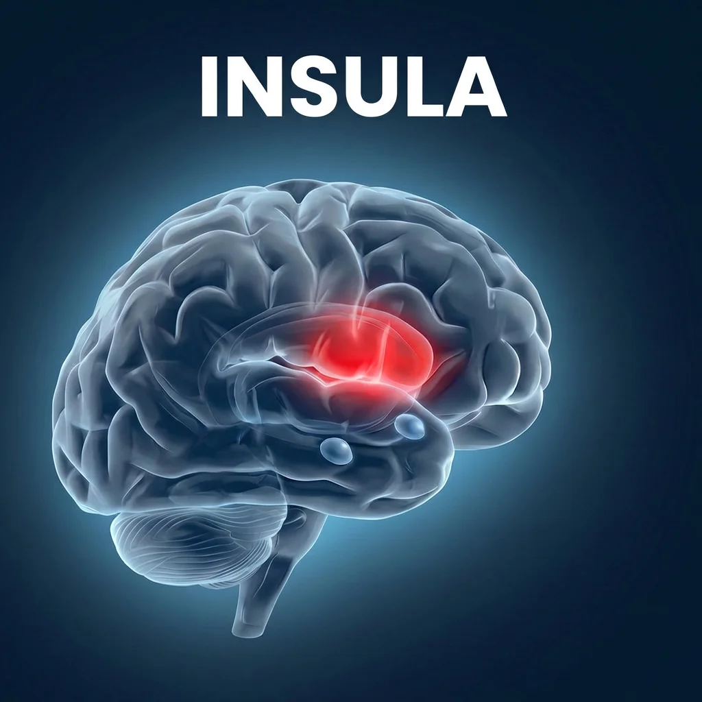 Insula Visualisierung
