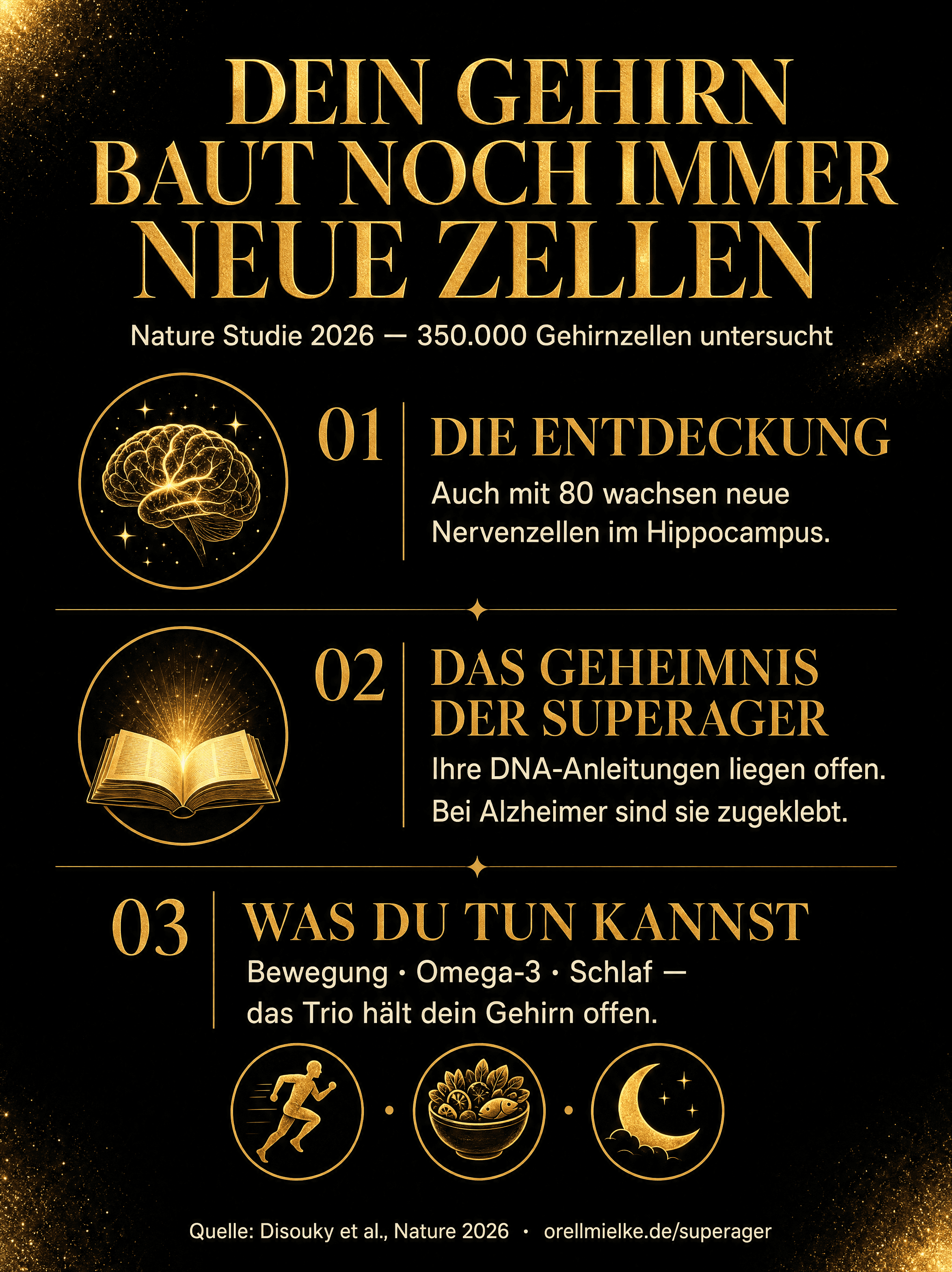 Infografik zur SuperAger-Studie: Dein Gehirn baut noch immer neue Zellen. Die drei Erkenntnisse — Neurogenese mit 80, offenes Chromatin bei SuperAgern, Bewegung/Omega-3/Schlaf als praktischer Hebel.